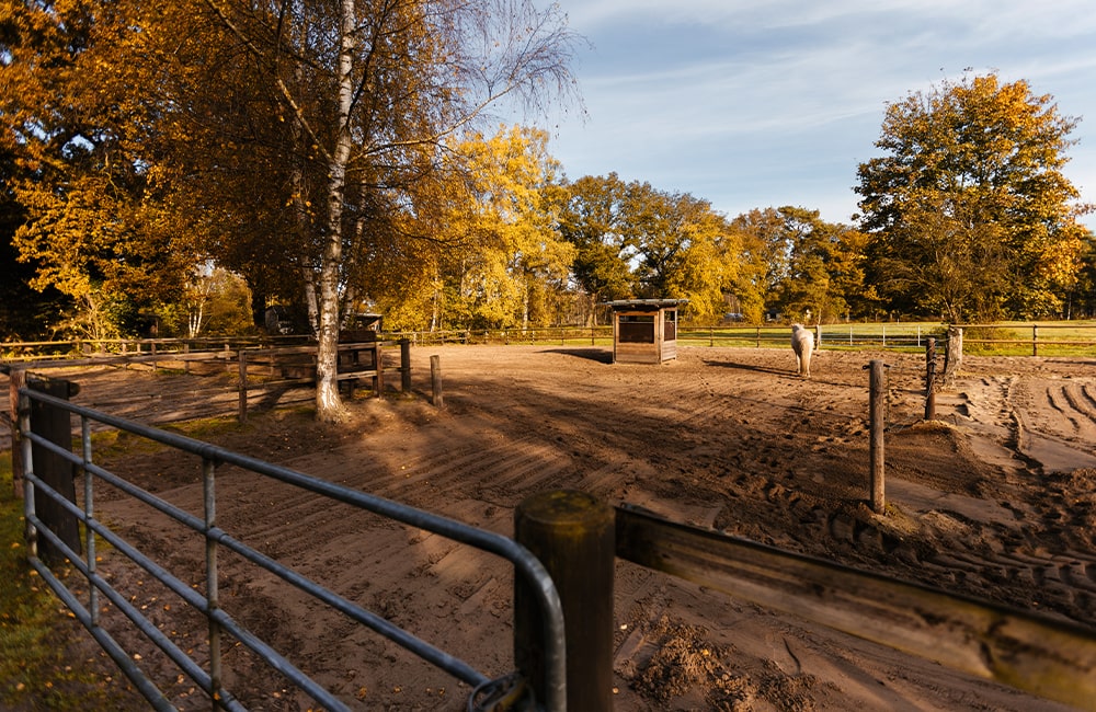 Leevster-Hof-Anne-Kathrin-Glandorf-Pferdepension-Islandpferdehof-islandpferde-spezialrassen-reitanlage-pferdestall-reitstall-bremen-lilienthal-osterholz-niedersachsen-12-min