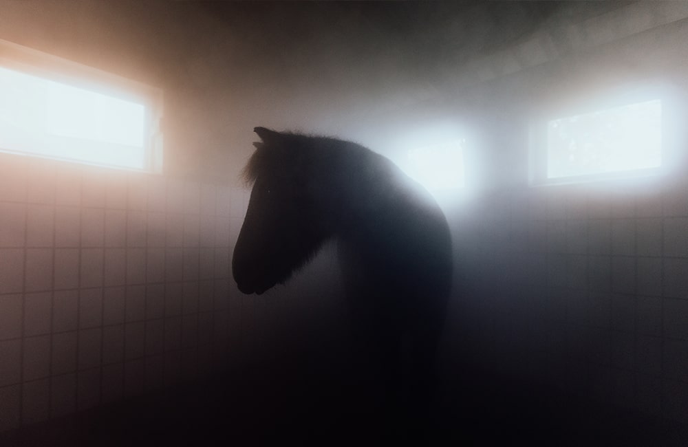 Leevster-Hof-Anne-Kathrin-Glandorf-Pferdepension-Islandpferdehof-islandpferde-spezialrassen-reitanlage-pferdestall-reitstall-bremen-lilienthal-osterholz-niedersachsen-19-min