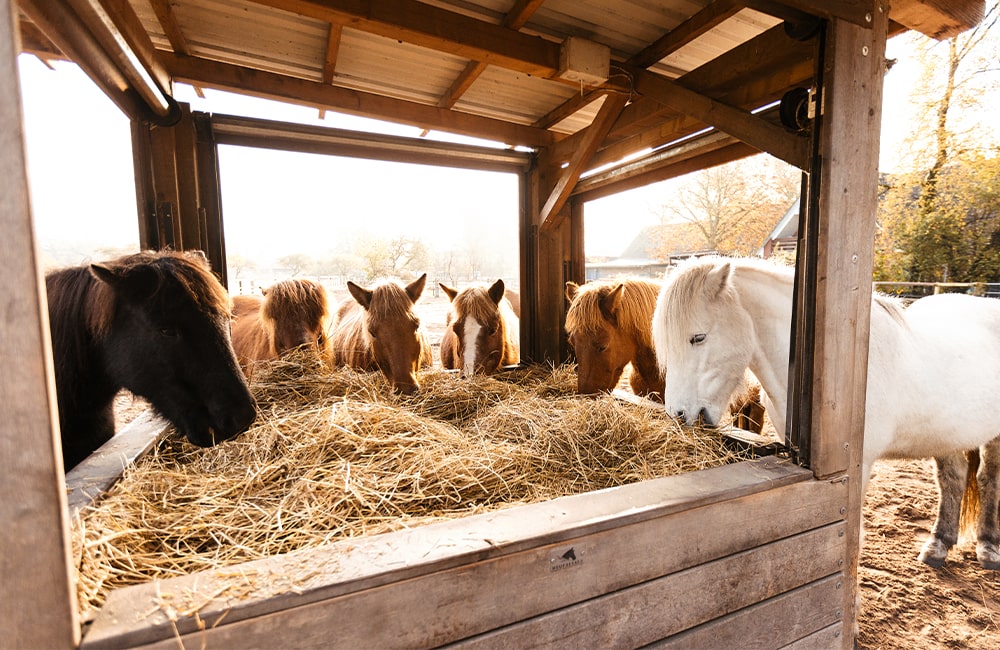 Leevster-Hof-Anne-Kathrin-Glandorf-Pferdepension-Islandpferdehof-islandpferde-spezialrassen-reitanlage-pferdestall-reitstall-bremen-lilienthal-osterholz-niedersachsen-7-min Leevster-Hof-Anne-Kathrin-Glandorf-Aktivstall-Pferdereha-Reitunterricht-Bremen-Aktivstall