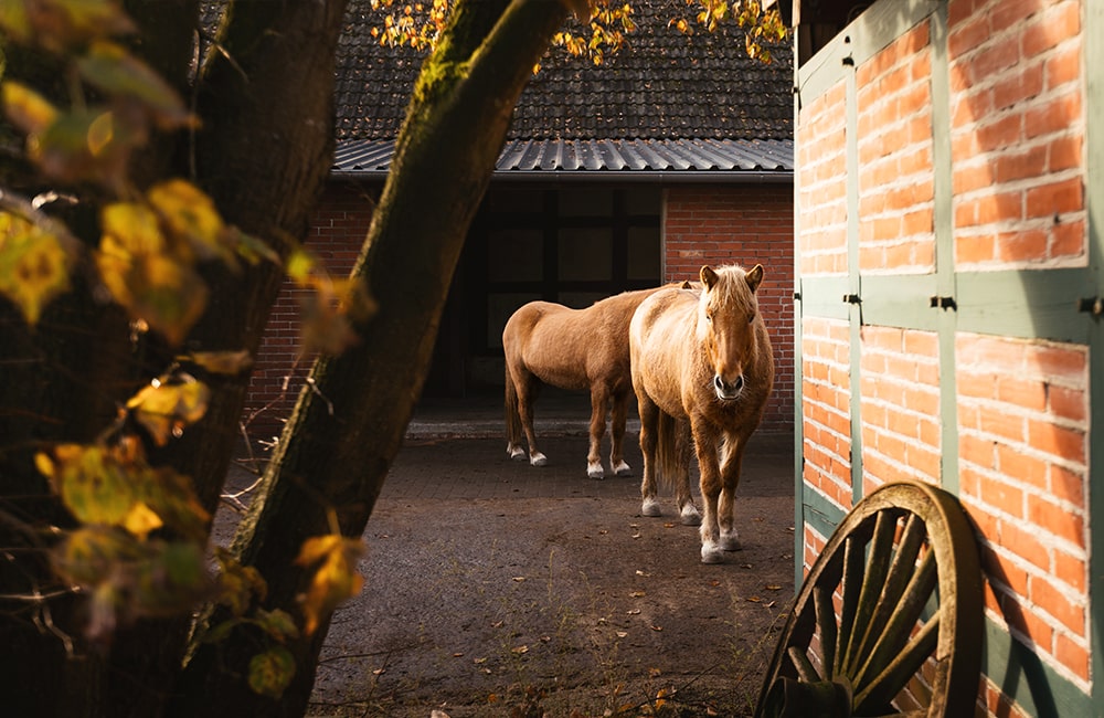 Leevster-Hof-Anne-Kathrin-Glandorf-Pferdepension-Islandpferdehof-islandpferde-spezialrassen-reitanlage-pferdestall-reitstall-bremen-lilienthal-osterholz-niedersachsen-8-min
