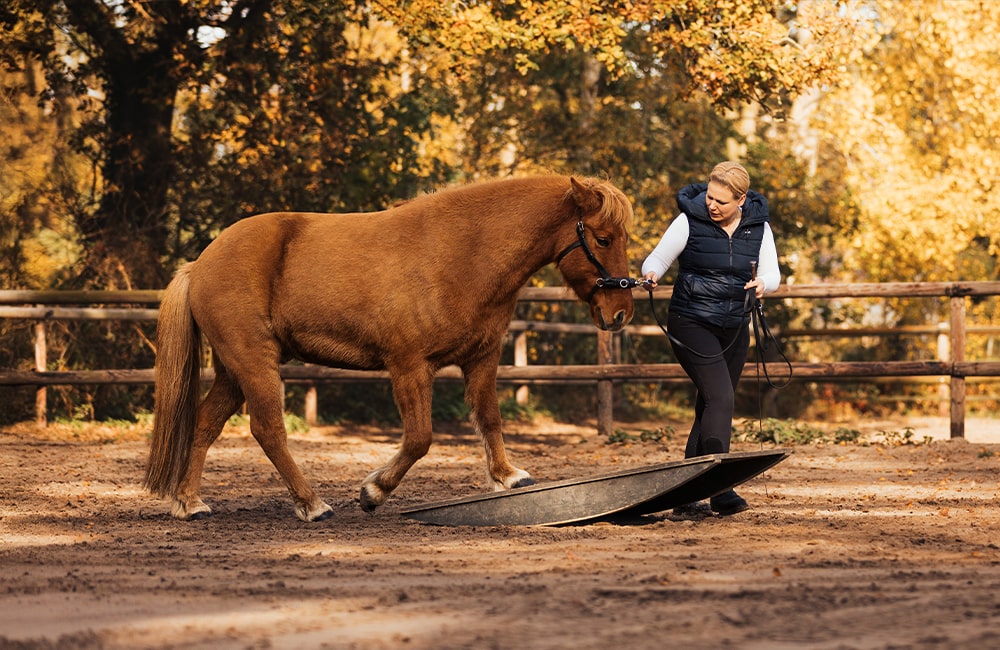Leevster-Hof-Anne-Kathrin-Glandorf-reitlehrerin-pferdetraining-pferdephysiotherapeutin-reitunterricht-beritt-pferdeausbildung-bremen-lilienthal-osterholz-niedersachsen-11-min